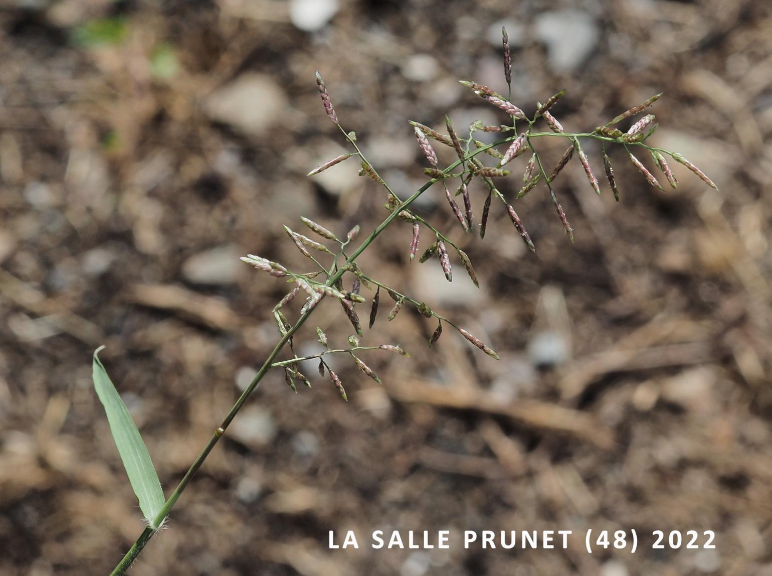 Love-grass, Lesser